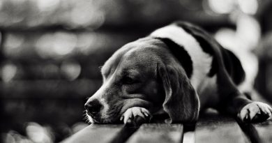 Набряк легень у собак