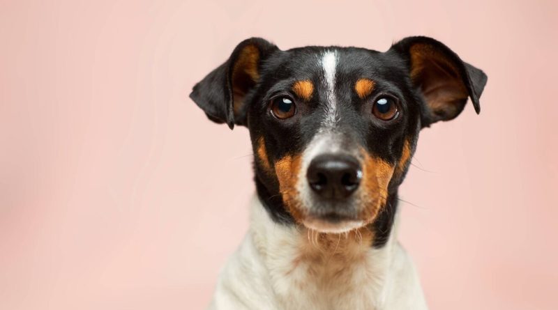 Найзручніші породи собак для невеликої квартири