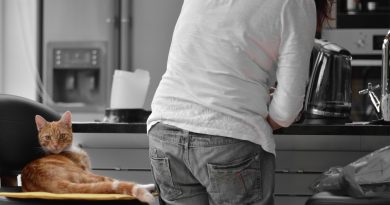 Натуральна їжа для котів: плюси, мінуси та рецепти страв для улюбленців