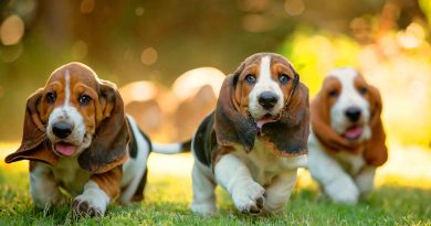 Неправильне сечовипускання у собак