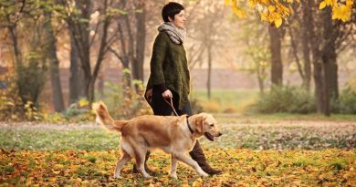 Нетримання сечі у собаки після кастрації