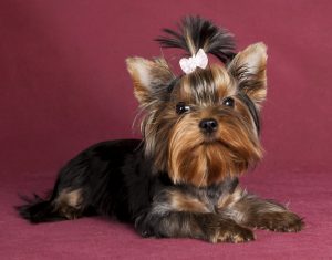 Ознаки піометри у собаки.