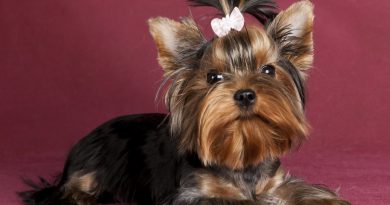 Ознаки піометри у собаки