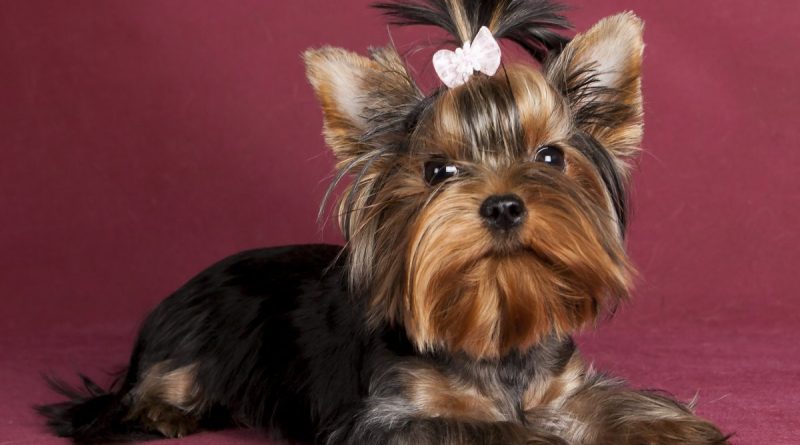 Ознаки піометри у собаки