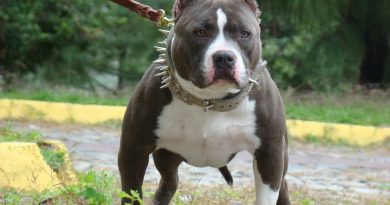 Про яких найнебезпечніших собак у світі важливо знати