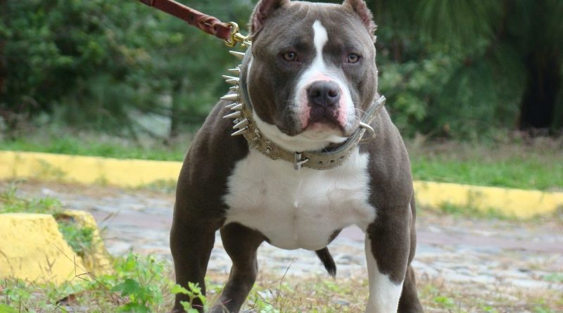 Про яких найнебезпечніших собак у світі важливо знати