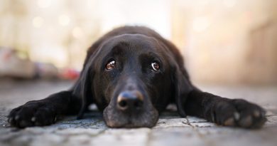 Пронос у собаки: причини та лікування