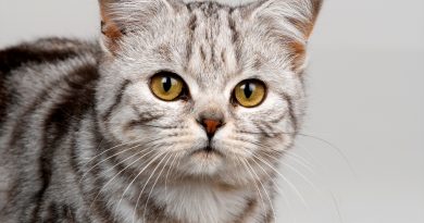 Прості етапи привчання кошеня до лотка у квартирі легко та швидко