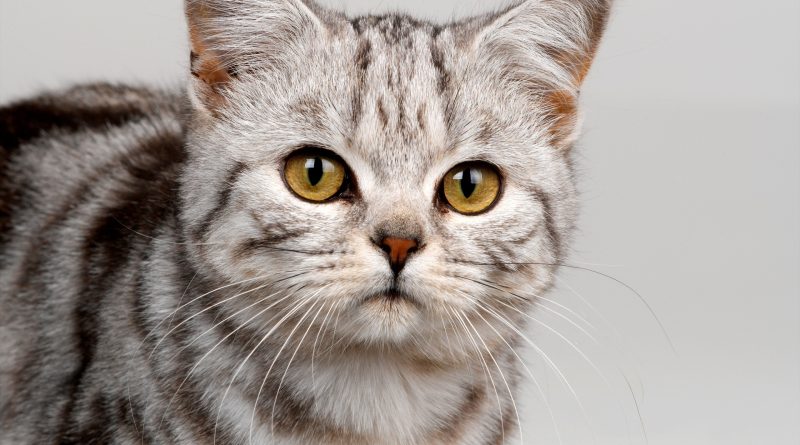 Прості етапи привчання кошеня до лотка у квартирі легко та швидко