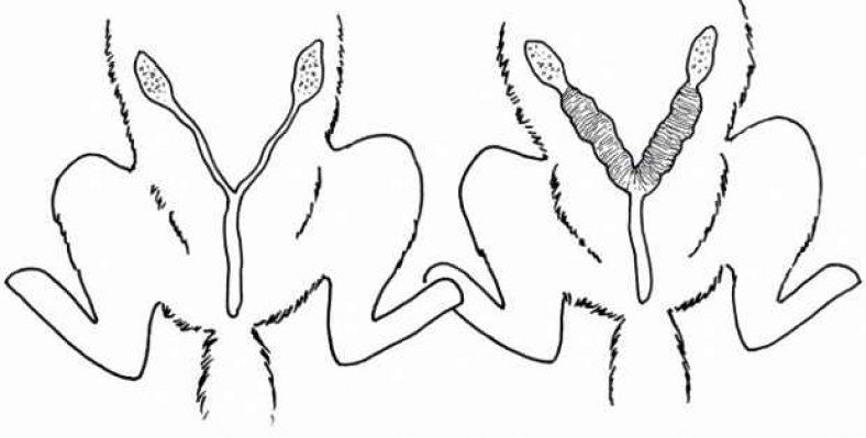 Причини виникнення піометри у собак