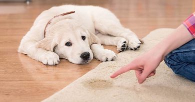Привчаємо собаку на пелюшку у квартирі — професійні лайфхаки