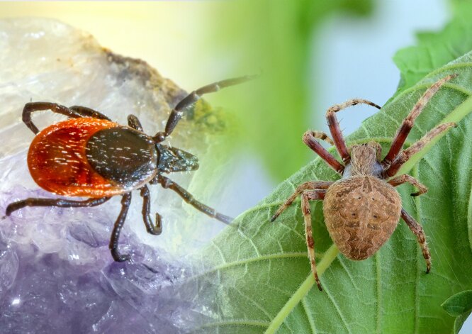 Різниця між тілом кліща та павука