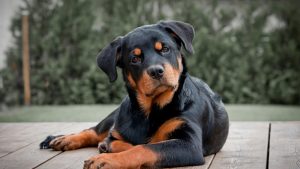 Селафорт для собак: інструкція та дозування.