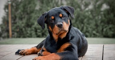 Селафорт для собак: інструкція та дозування