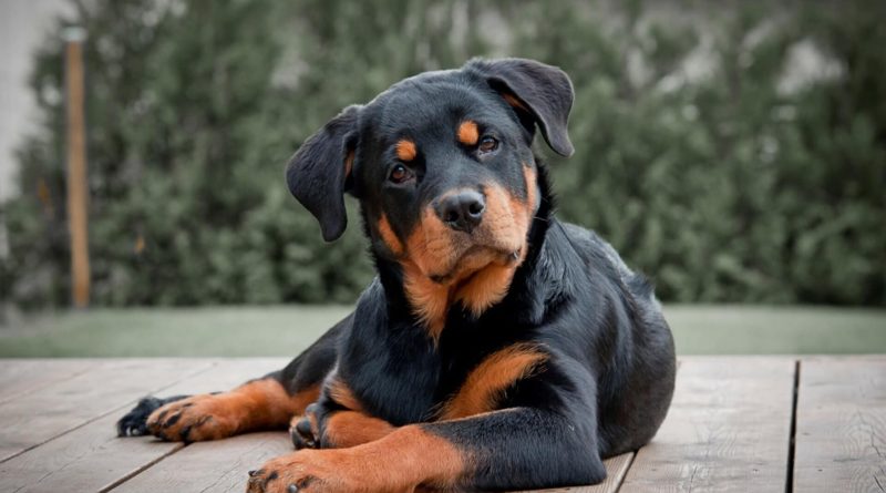 Селафорт для собак: інструкція та дозування