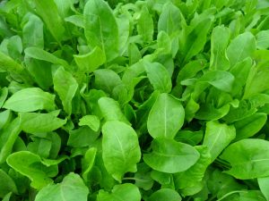 Щавелем можна собаку навіть вбити.