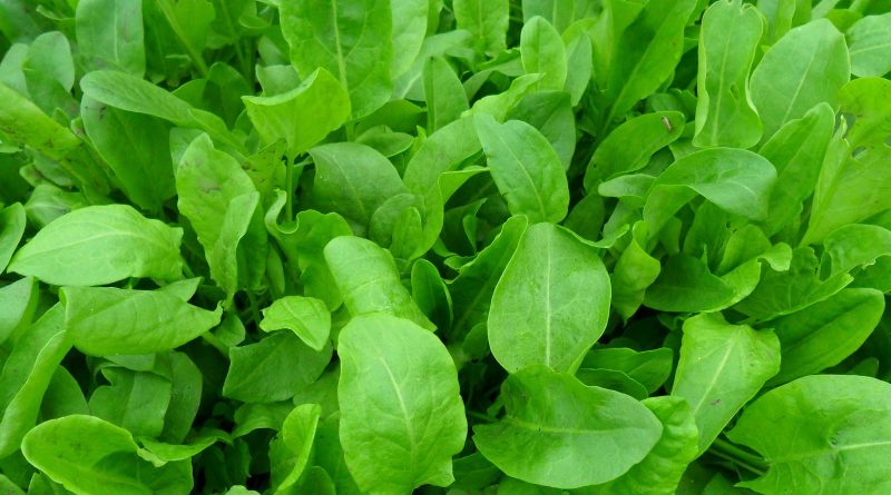 Щавелем можна собаку навіть вбити