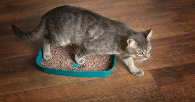 Що робити, якщо кішка перестала ходити в лоток