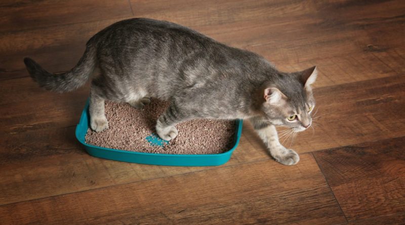 Що робити, якщо кішка перестала ходити в лоток