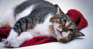 Що робити, якщо кіт мітить будинок