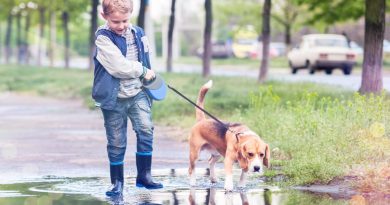 Швидко і просто привчаємо цуценя ходити в туалет на вулицю