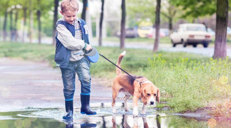 Швидко і просто привчаємо цуценя ходити в туалет на вулицю