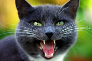 Сказ у кішок: симптоми, стадії.