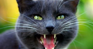 Сказ у кішок: симптоми, стадії