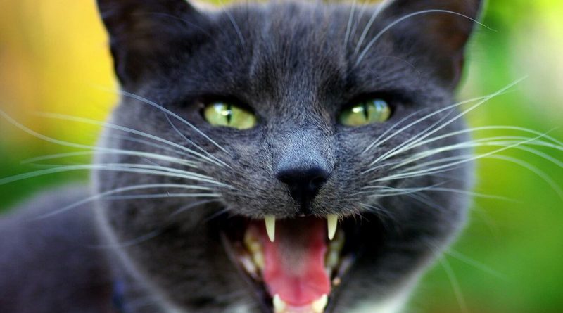 Сказ у кішок: симптоми, стадії