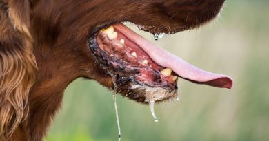 Сказ у собак: симптоми та ознаки хвороби