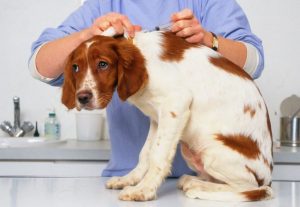 Собаці погано після щеплення — що потрібно знати власнику?