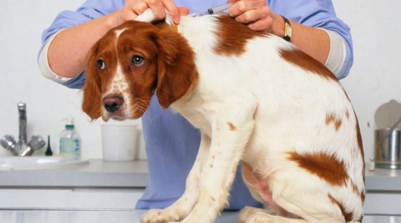 Собаці погано після щеплення — що потрібно знати власнику