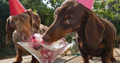 Спробуємо розібратися, чи можна собаці морозиво