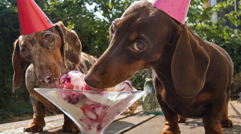 Спробуємо розібратися, чи можна собаці морозиво