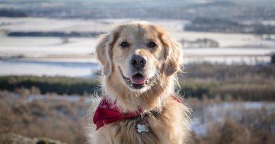 Стафілокок у собак: симптоми та лікування