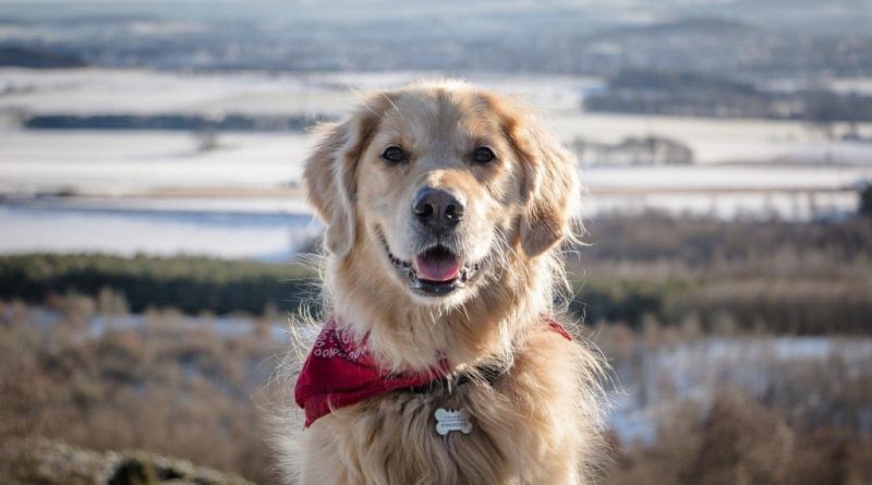 Стафілокок у собак: симптоми та лікування