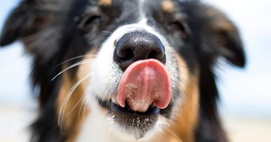 Сухий ніс у собаки: причини та дії