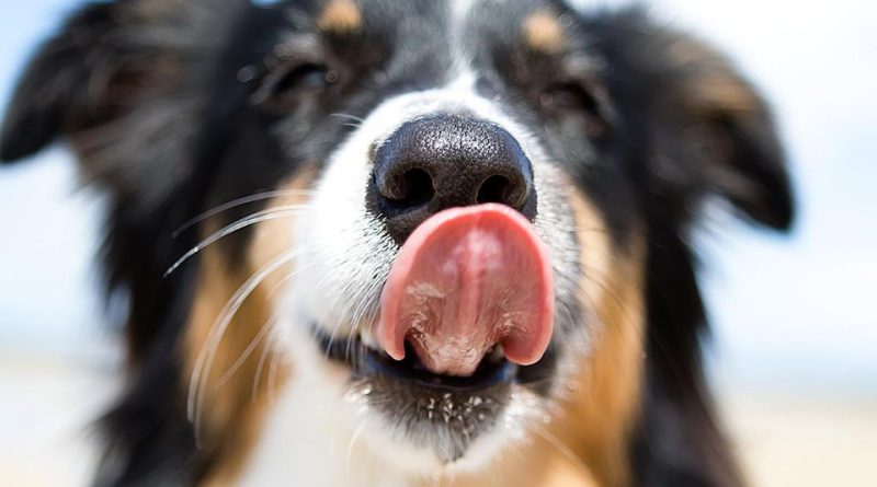 Сухий ніс у собаки: причини та дії