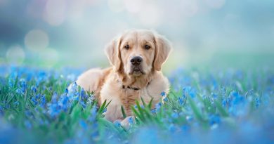 Симптоми та лікування серцевої недостатності у собак