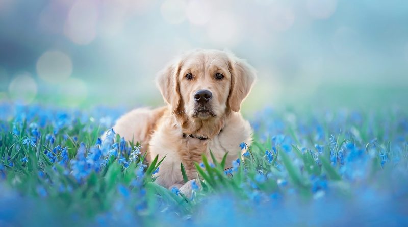 Симптоми та лікування серцевої недостатності у собак