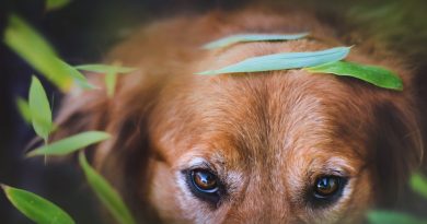 Синдром сухого ока у собаки