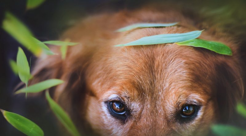 Синдром сухого ока у собаки