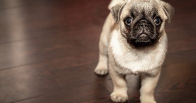 ТОП собак для квартири середніх розмірів