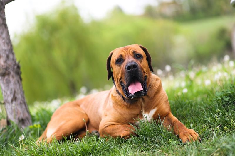 Тоса-іну (Тоса-кен або Тоса-токен)