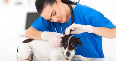 У собаки епілепсія. Як уникнути нападу