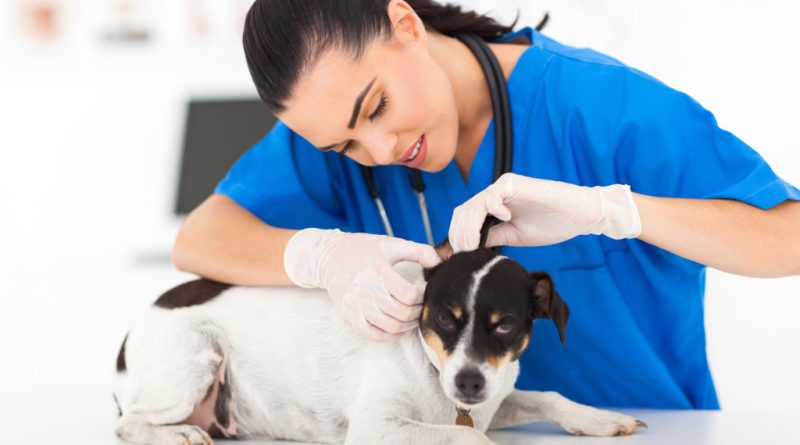 У собаки епілепсія. Як уникнути нападу