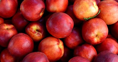 В яких кількостях можна давати собаці нектарини