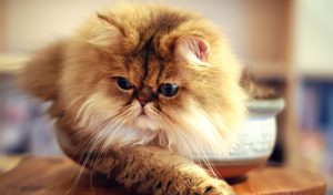 Волосоїди / власоїди у кішок: симптоми та лікування.