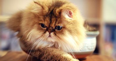 Волосоїди / власоїди у кішок: симптоми та лікування