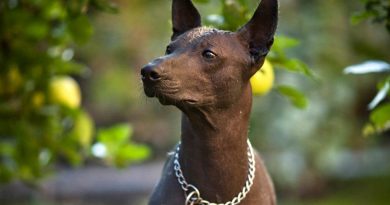 Вибір гіпоалергенних собак досить різноманітний